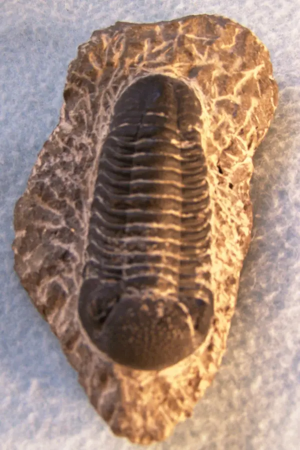 Bear Lake — fossil rockhounding site near Idaho, ID